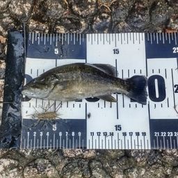 スモールマウスバス