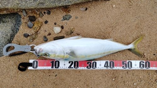 メジロの釣果