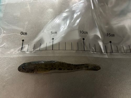 ハゼの釣果