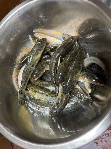 ハゼの釣果