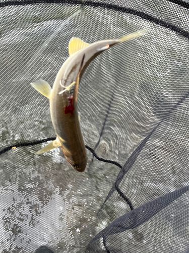 アユの釣果
