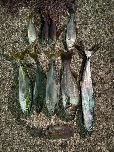 アジの釣果