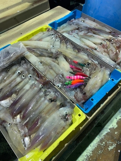 ケンサキイカの釣果