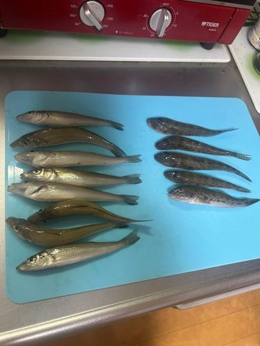 キスの釣果