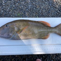 キツネフエフキ