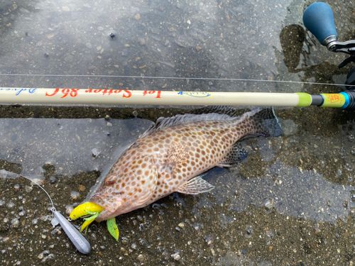 エソの釣果