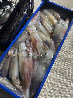 スルメイカの釣果