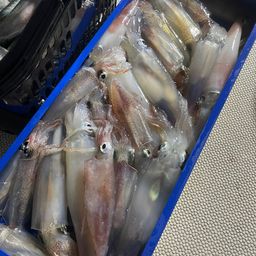 スルメイカ