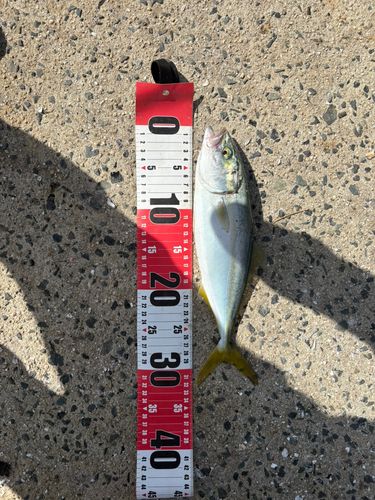 ツバスの釣果