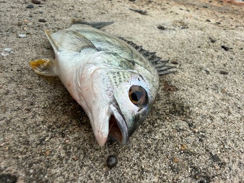 キビレの釣果