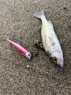 セイゴ（マルスズキ）の釣果