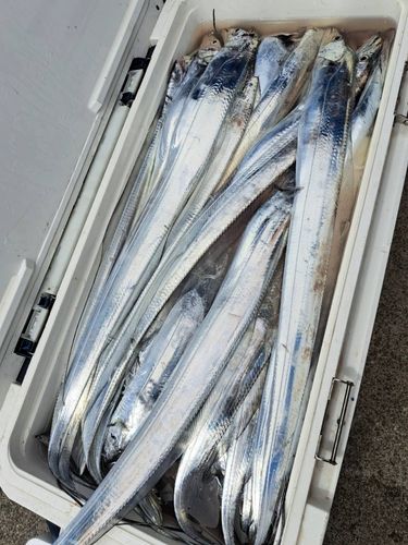 タチウオの釣果