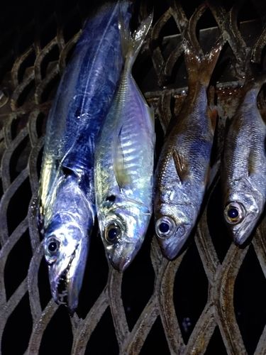 タチウオの釣果