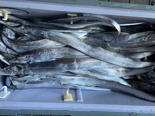 タチウオの釣果