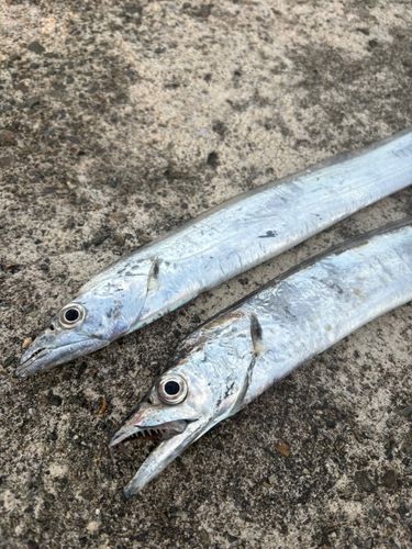 タチウオの釣果