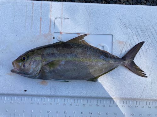 ヒレナガカンパチの釣果
