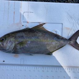 ヒレナガカンパチ