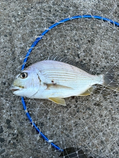 ヘダイの釣果