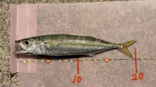 サバの釣果