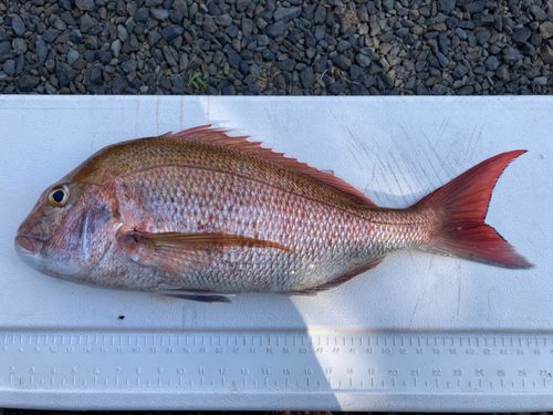 マダイの釣果