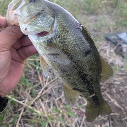 スモールマウスバス