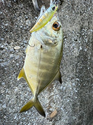 メッキの釣果
