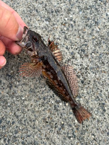 アナハゼの釣果