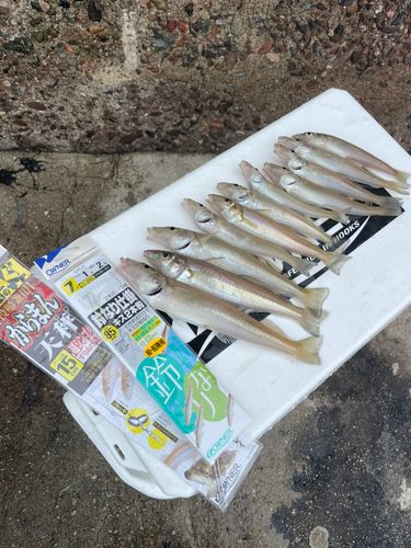 シロギスの釣果