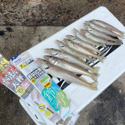 シロギス