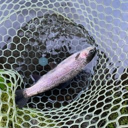 レインボートラウト