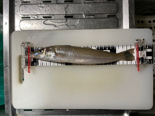 新舞子海岸（富津）