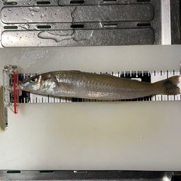 シロギス