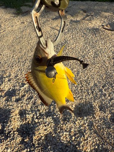 オキフエダイの釣果