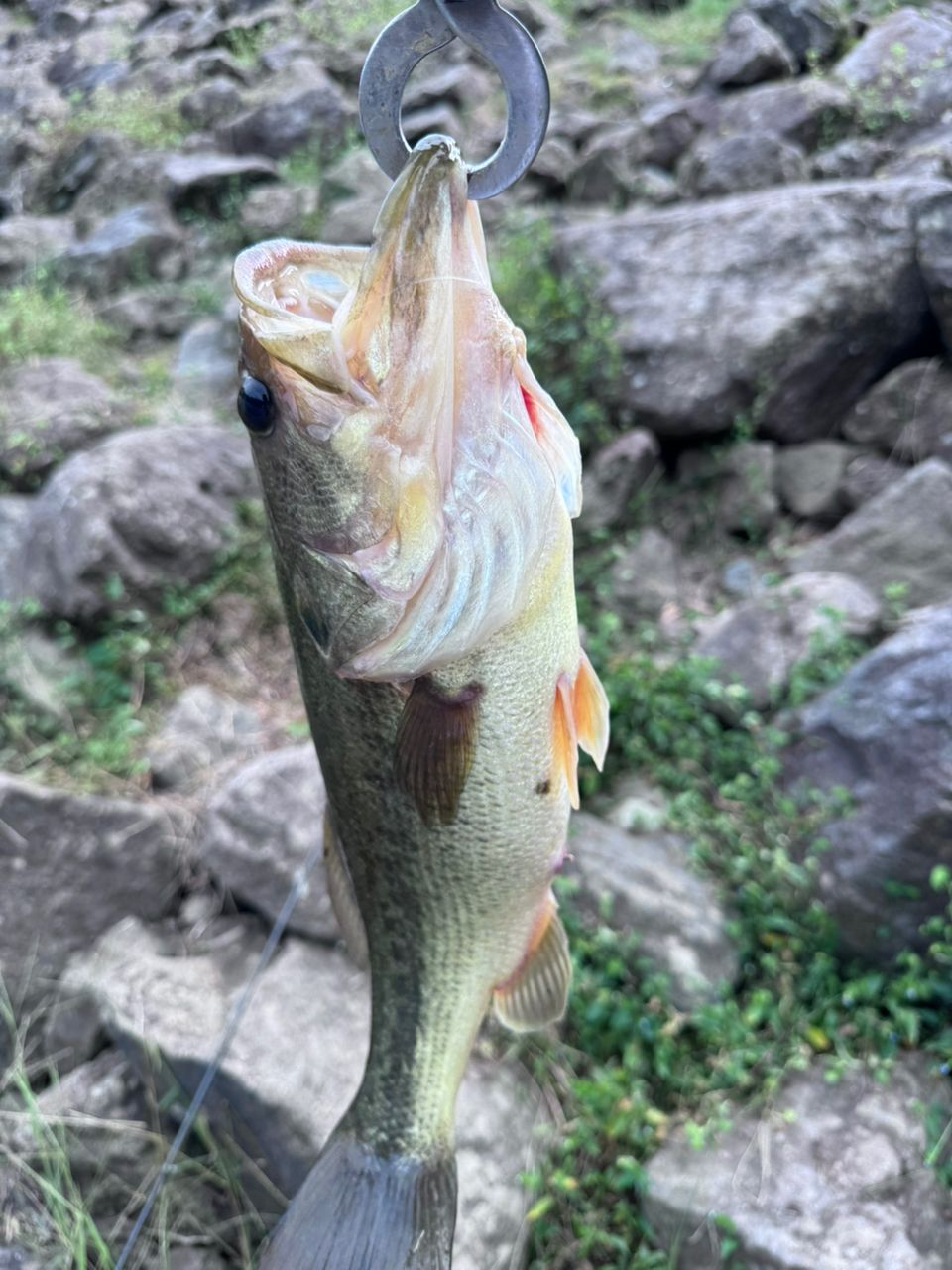 ラージマウスバス