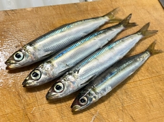 ウルメイワシの釣果