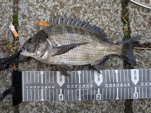 クロダイの釣果
