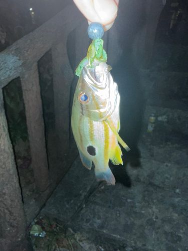 ヤマトビーの釣果