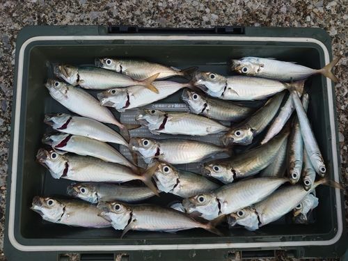 マルアジの釣果