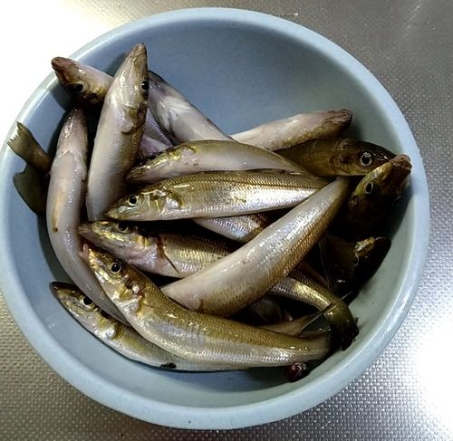 シロギスの釣果