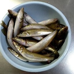 シロギス