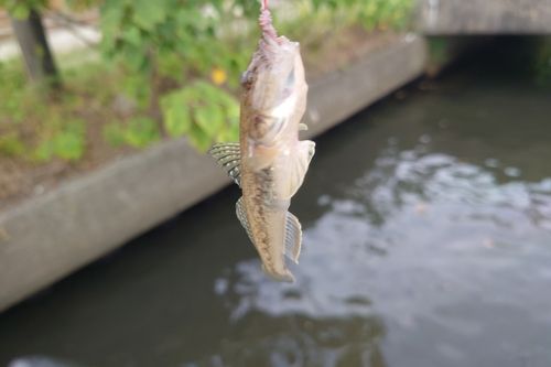 マハゼの釣果