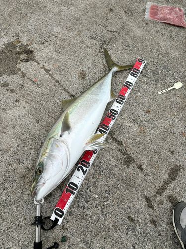 ブリの釣果