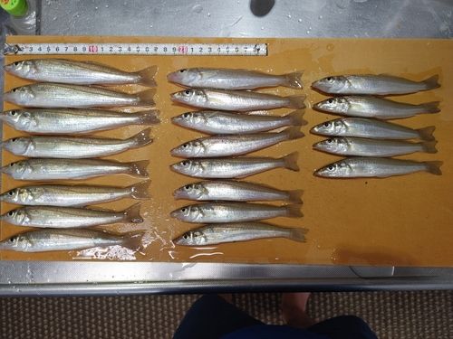 キスの釣果
