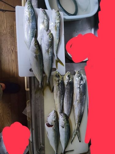 ワカシの釣果