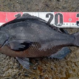 クチブトグレ