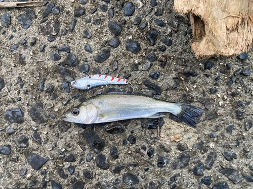 セイゴ（マルスズキ）の釣果