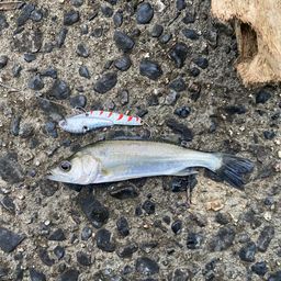 セイゴ（マルスズキ）