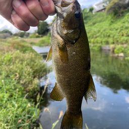 スモールマウスバス
