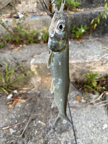 カライワシの釣果