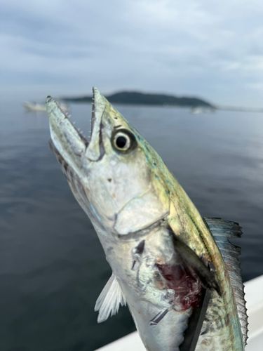 サゴシの釣果